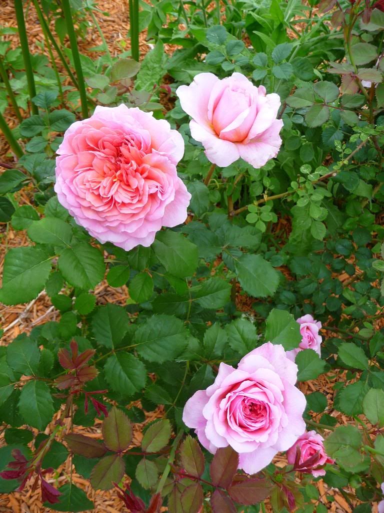 Princess Alexandra of Kent photo PrinAlex_13_zpsfc66078d.jpg